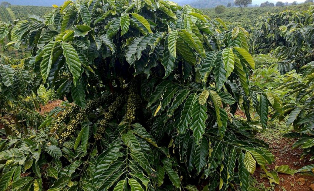 HỘI VIÊN NÔNG DÂN PHÁT TRIỂN KINH TẾ VỚI MÔ HÌNH TRỒNG CÀ PHÊ TỪ NGUỒN VỐN VAY NGÂN HÀNG CHÍNH SÁCH XÃ HỘI