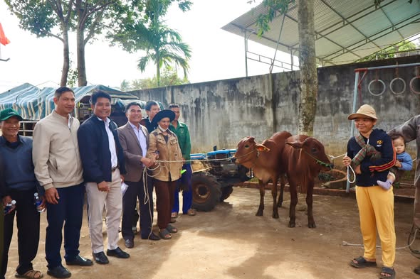 XÃ DRAY BHĂNG TRAO BÒ GIỐNG SINH SẢN TỪ CÁC DỰ ÁN THUỘC CHƯƠNG TRÌNH MỤC TIÊU QUỐC GIA CHO HỘ NGHÈO, HỘ CẬN NGHÈO TRÊN ĐỊA BÀN XÃ