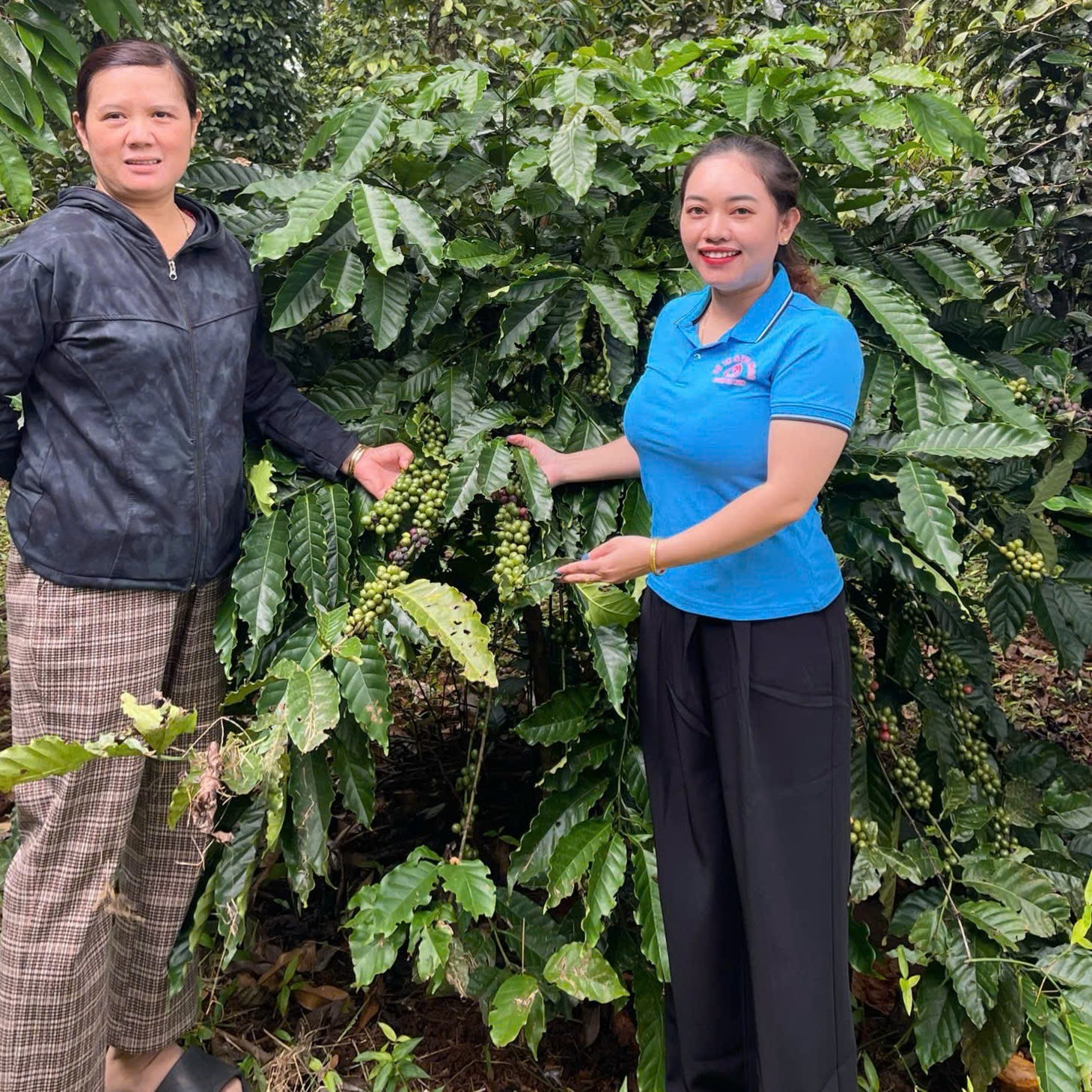 HỘ DÂN TIẾP CẬN VỐN VAY, MỞ RỘNG SẢN XUẤT CÀ PHÊ BỀN VỮNG