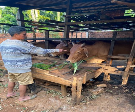 MÔ HÌNH CHĂN NUÔI - SẢN XUẤT GIỎI CỦA GIA ĐÌNH ÔNG Y KLÔ BYĂ TỪ NGUỒN VỐN VAY NGÂN HÀNG CHÍNH SÁCH XÃ HỘI CƯ KUIN